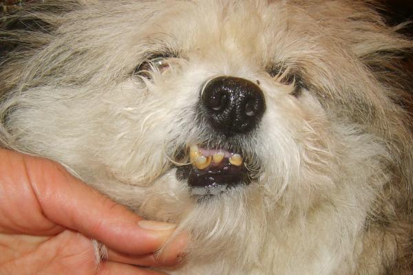 Неприятный запах изо рта собаки: причины и устранение Гнилостный запах изо рта у собаки причины